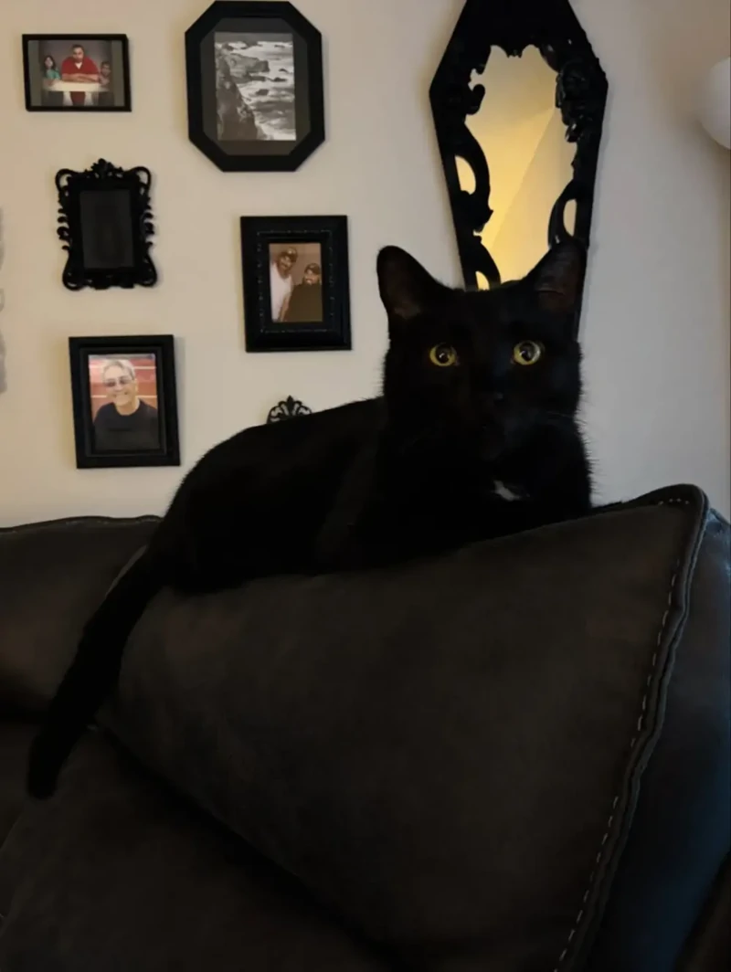 Кот каждый день садился у двери, ожидая своих будущих хозяев