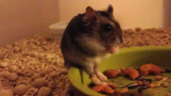 Просто гифки, всякие и&nbsp;разные