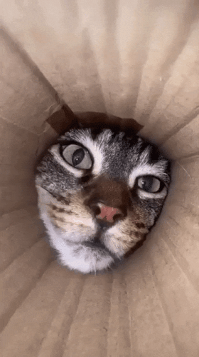 Просто гифки, всякие и&nbsp;разные