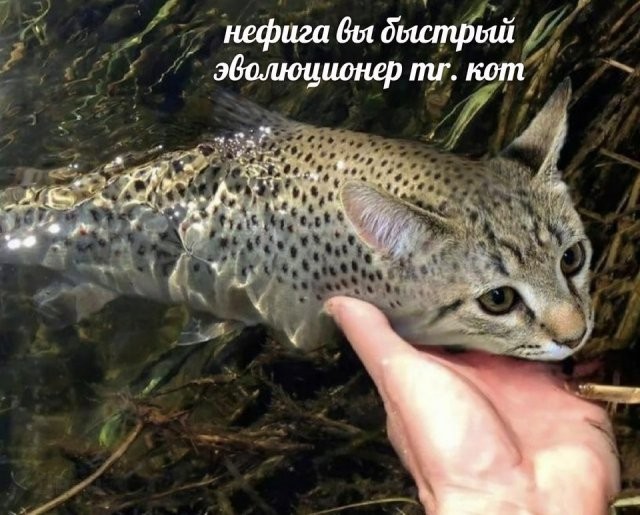 Скрины из соцсетей