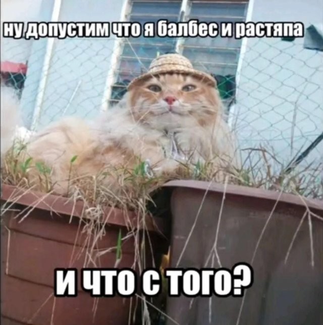 Скрины из соцсетей