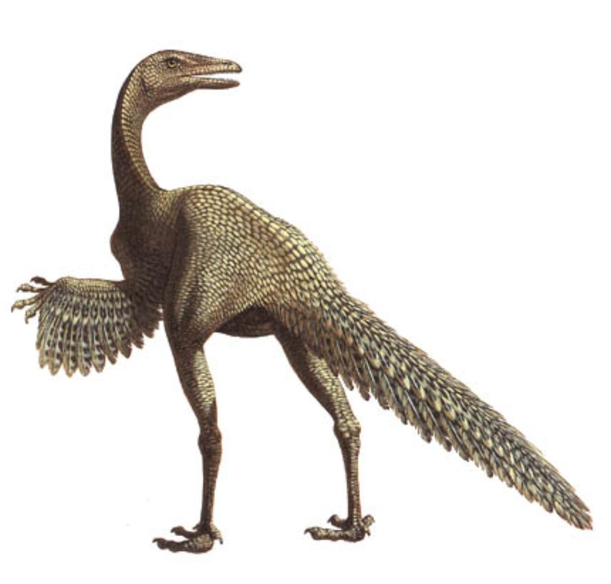 10 птиц, которые бьют рекорды ярости, запаха и выносливости