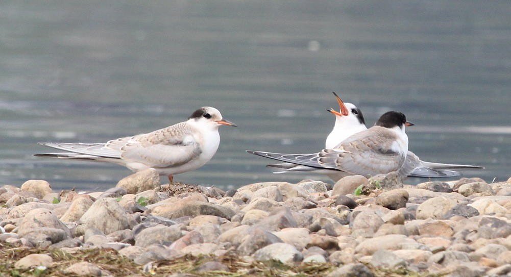 9. Самый дальний перелёт