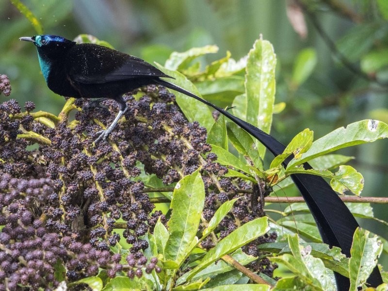 7. Самое чёрное в природе оперение