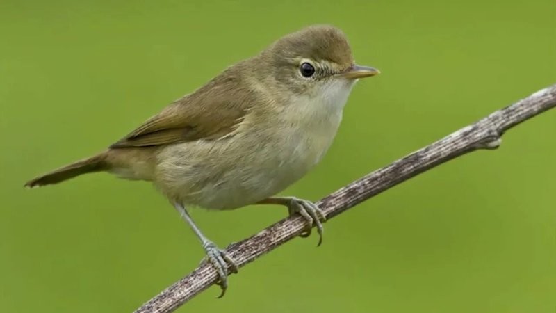 6. Чемпион по вокальной мимикрии