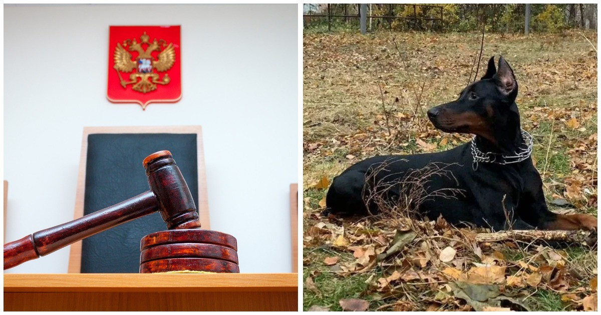 В Мурманской области вынесли первый в России приговор за самовыгул собаки