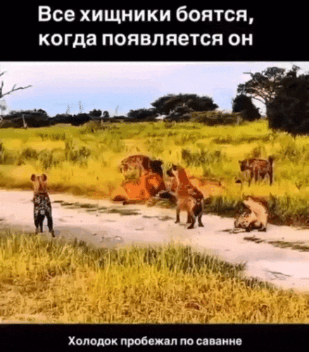Просто гифки, всякие и&nbsp;разные