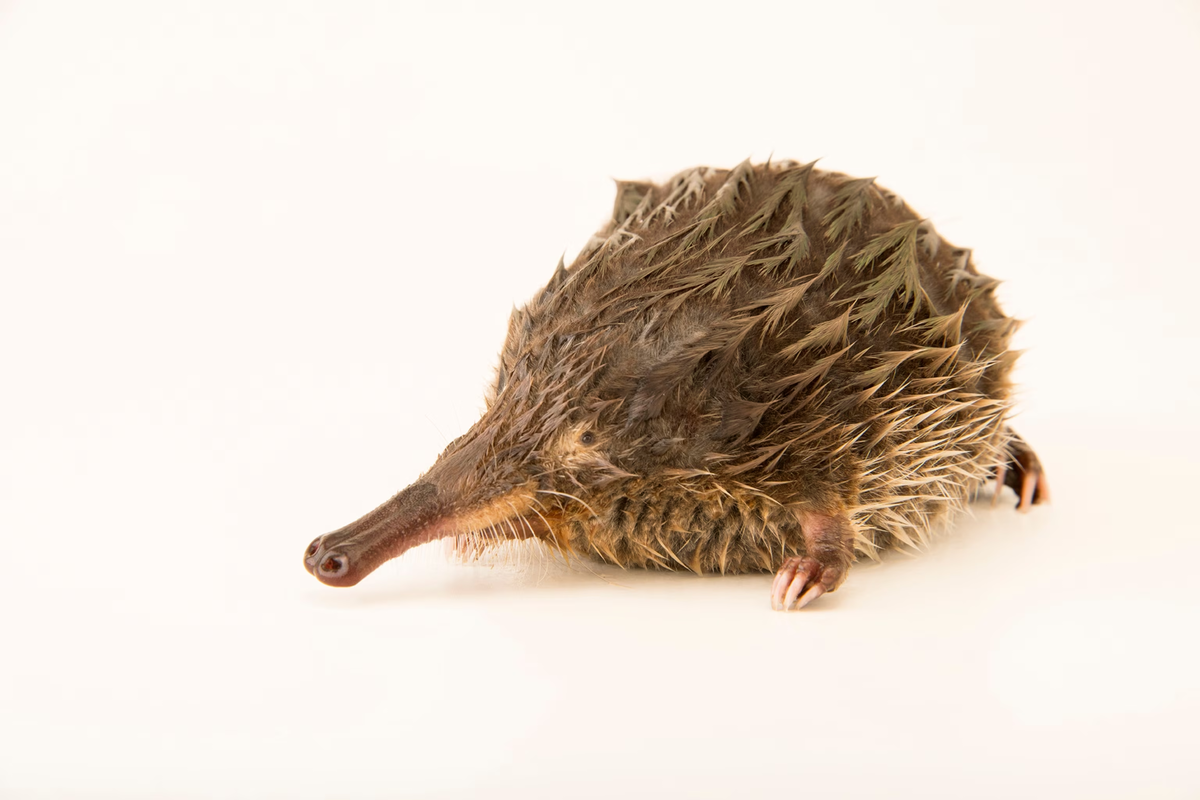 Пиренейская выхухоль: Похож на ошибку эволюции, но это идеальный водный хищник!