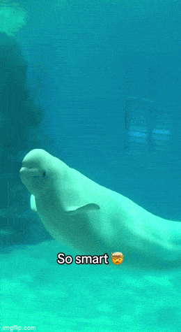 Просто гифки, всякие и&nbsp;разные