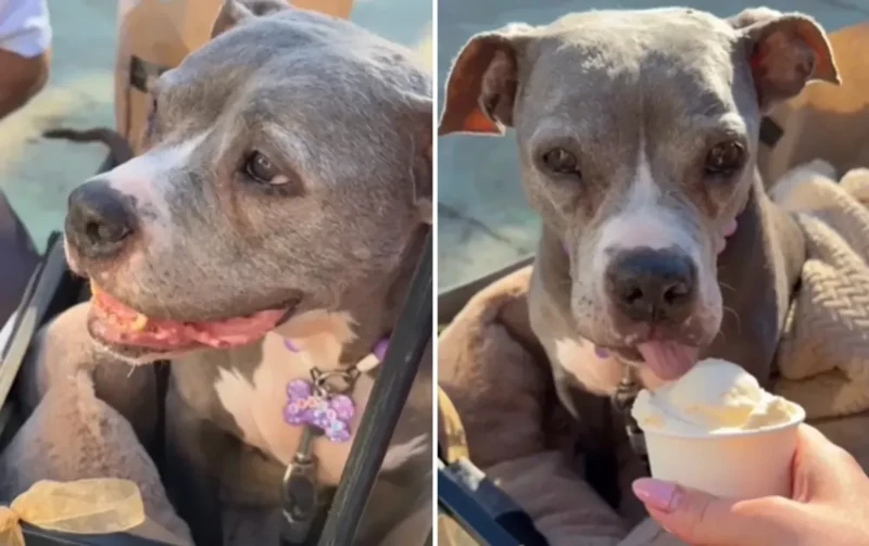 Супруги устроили прощальный день больной собаке