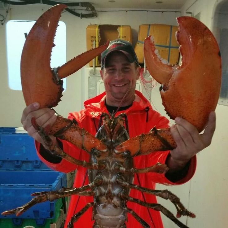 Лангуст: почему огромные раки отказались от клешней?