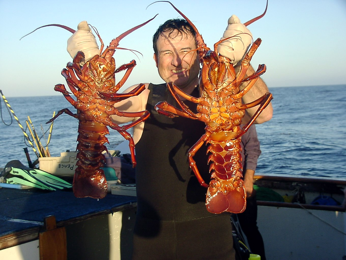 Лангуст: почему огромные раки отказались от клешней?