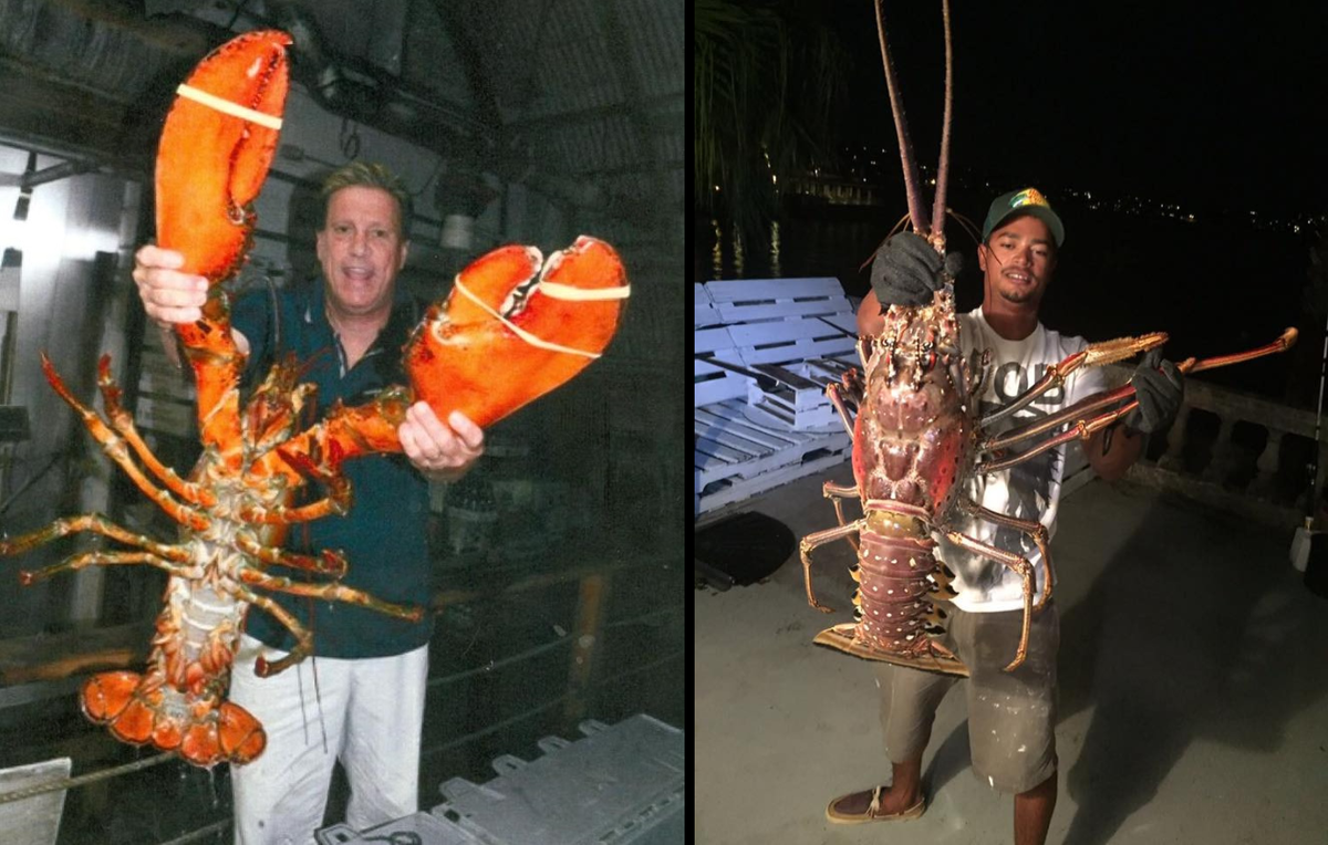 Лангуст: почему огромные раки отказались от клешней?