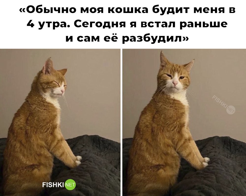 Смешные картинки