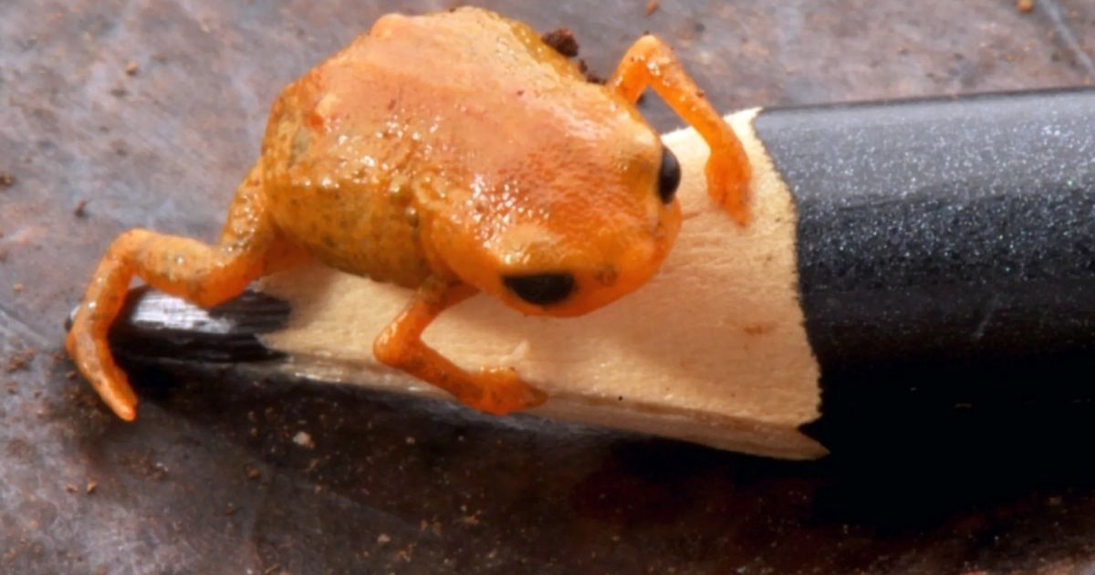 В Бразилии нашли жабу размером с кончик карандаша