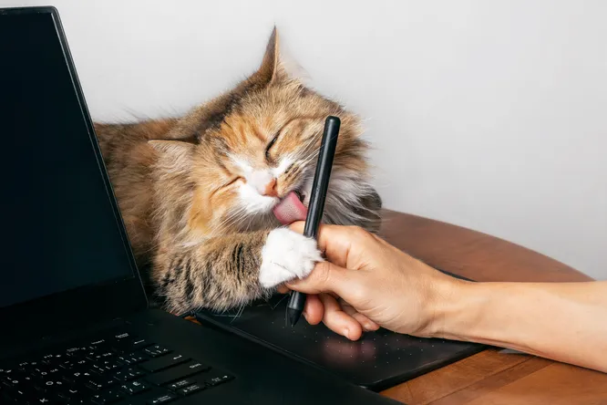 13. Это такая маета... Бросай её и гладь кота!