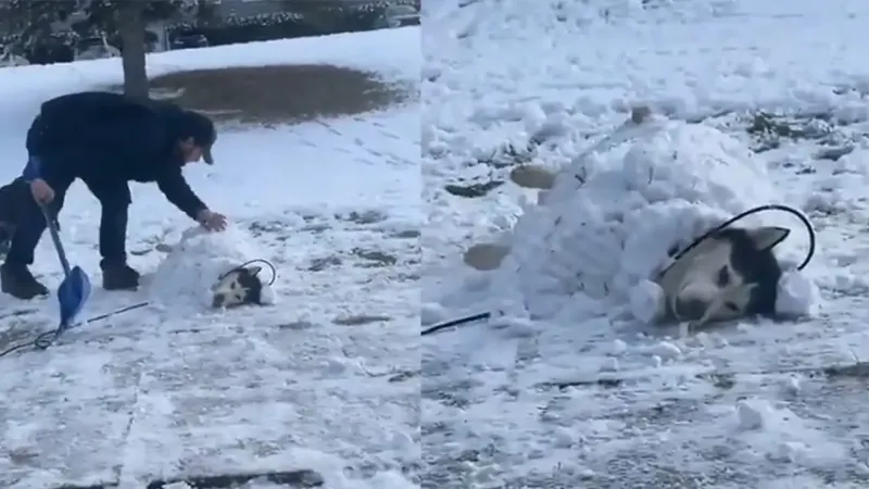 Пёс позволил хозяину себя закопать