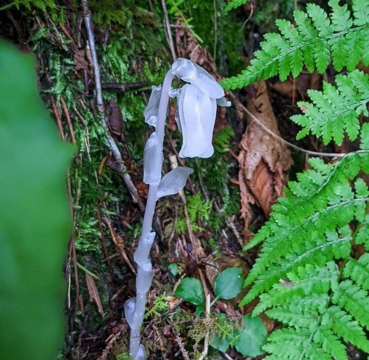 12. Monotropa uniflora - растение-призрак