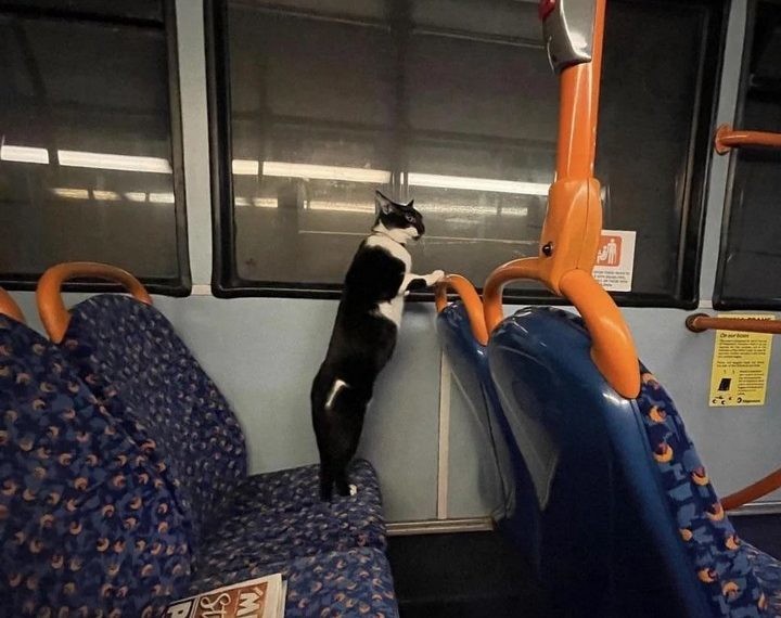 19. Законопослушный пассажир