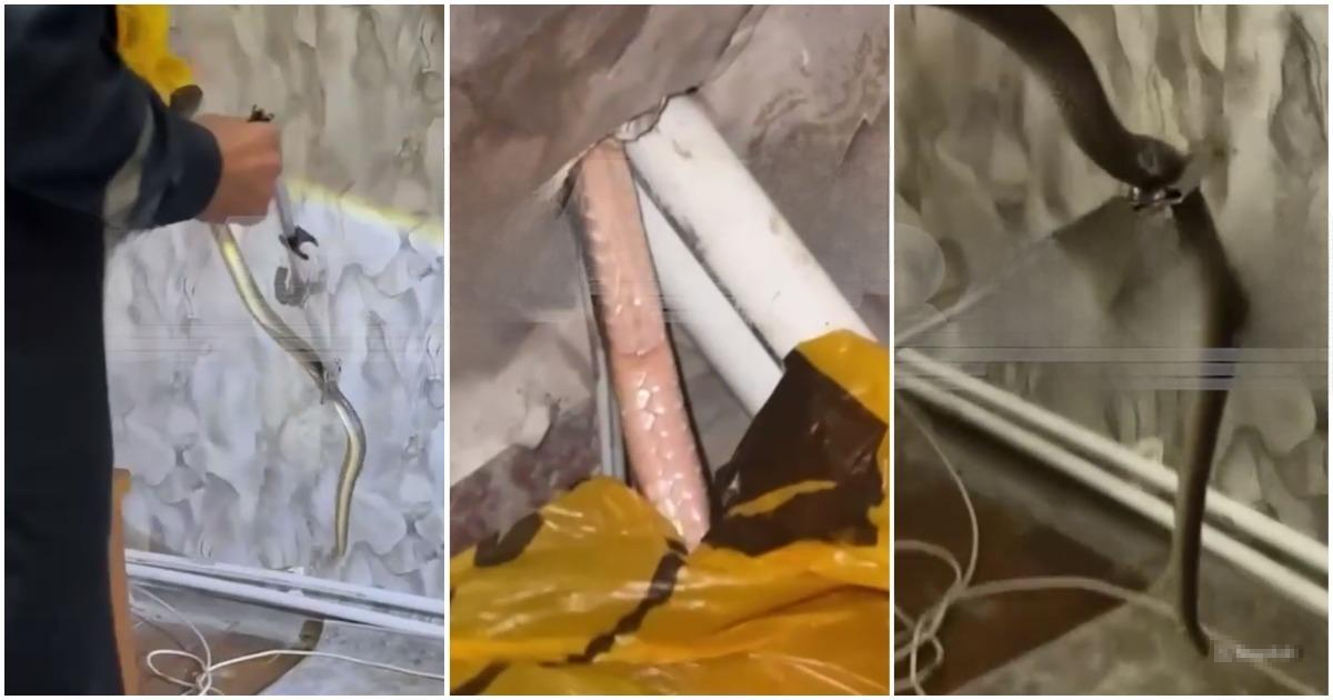 Ядовитая змея год жила в доме женщины и пугала её шелестом