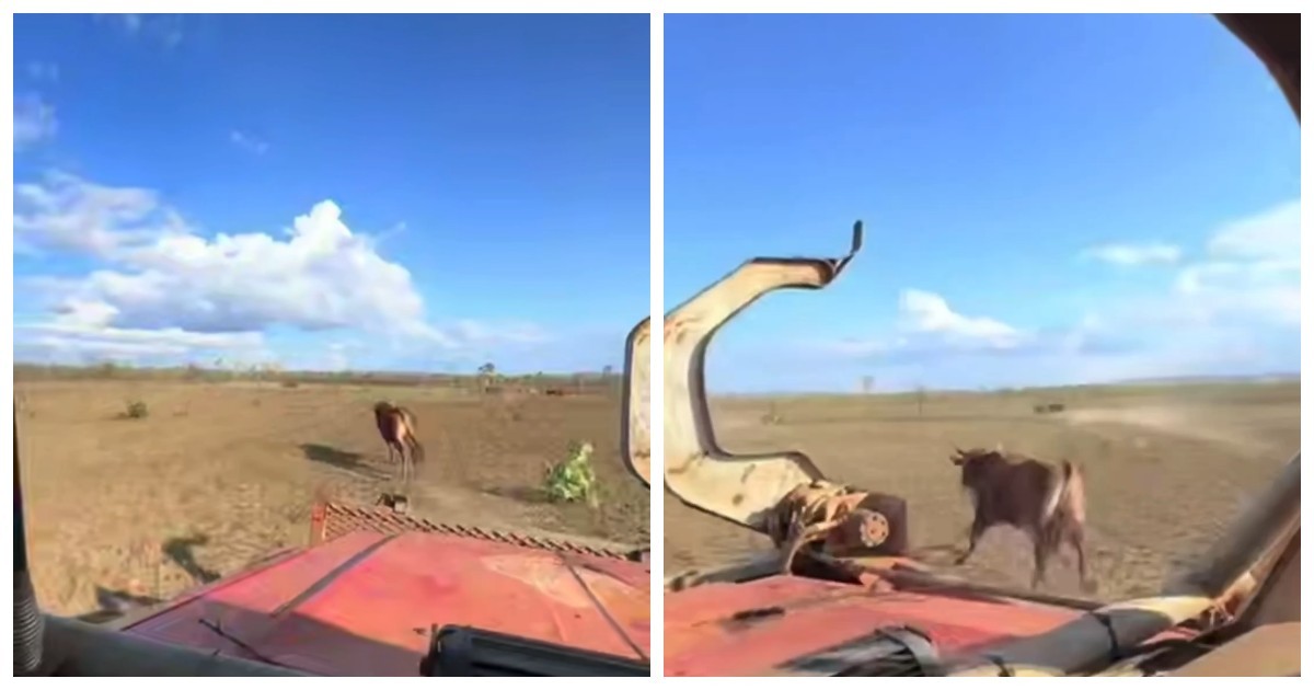 Ковбои XXI века: в Австралии быков ловят на пикапах