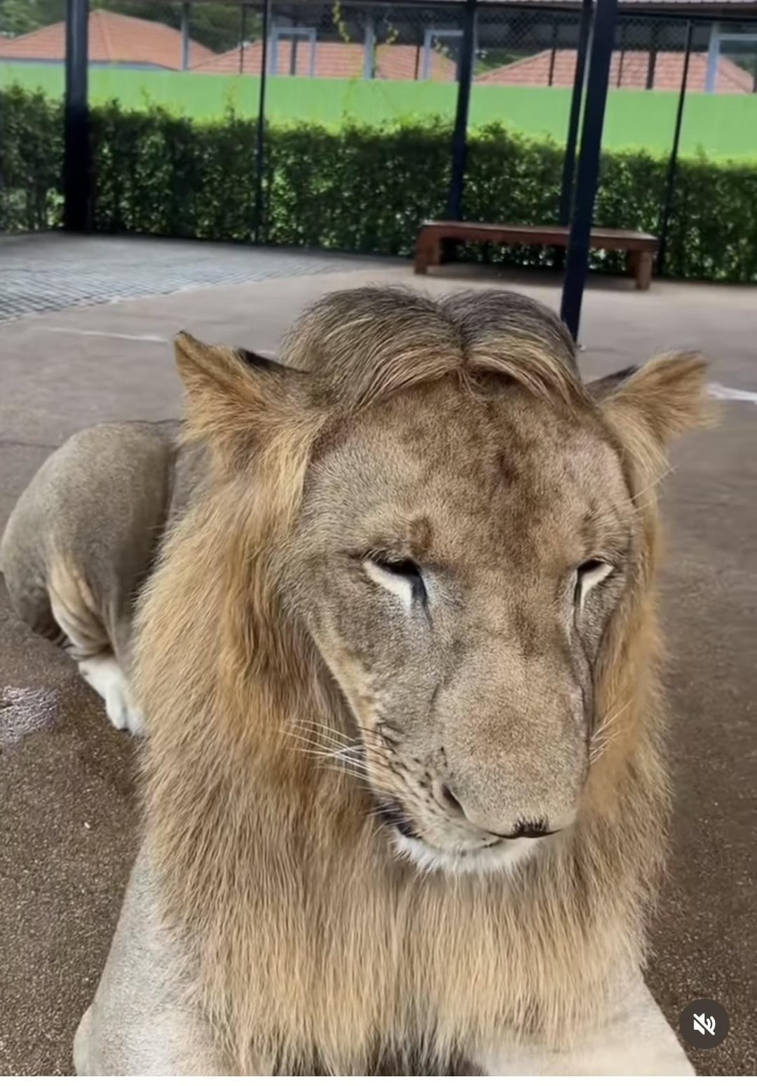 15. Модник по принуждению