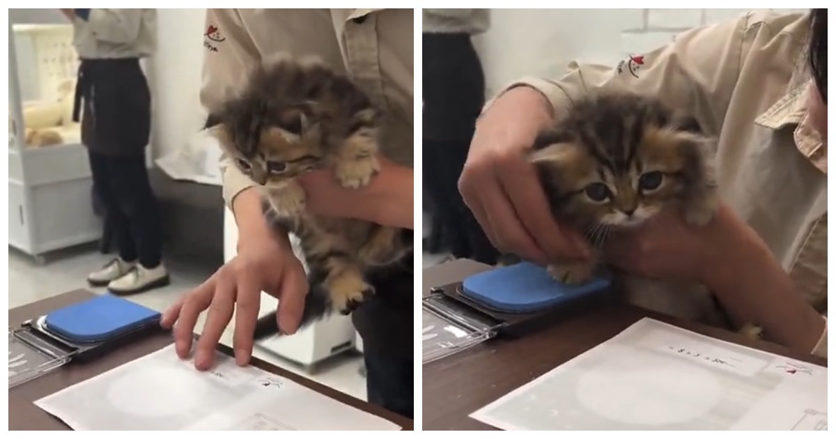 Японский котёнок отказался подписывать документы на "усыновление"