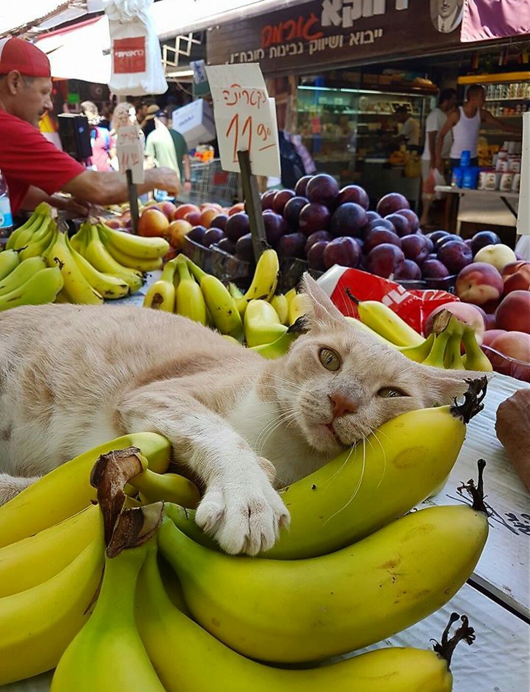 22. Мне не нужны подделки, я за натуральность