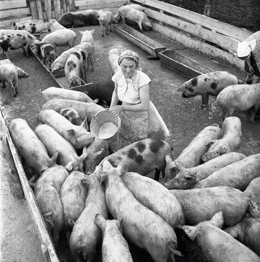 В свинарнике