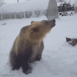 Разношёрстные GIF-анимашки