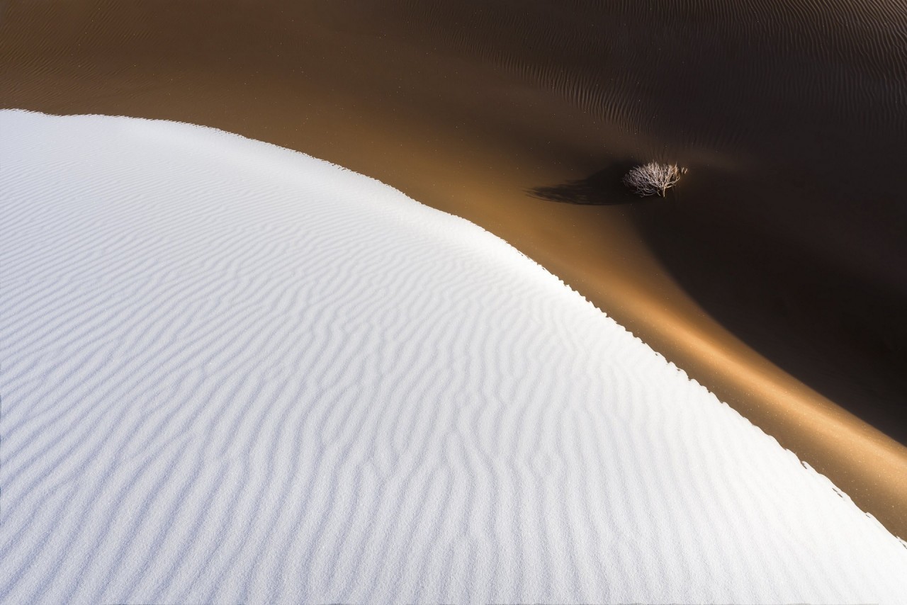 2 место в номинации Пейзажный фотограф года 2019. Дерево в пустыне. Автор Ян Гуан