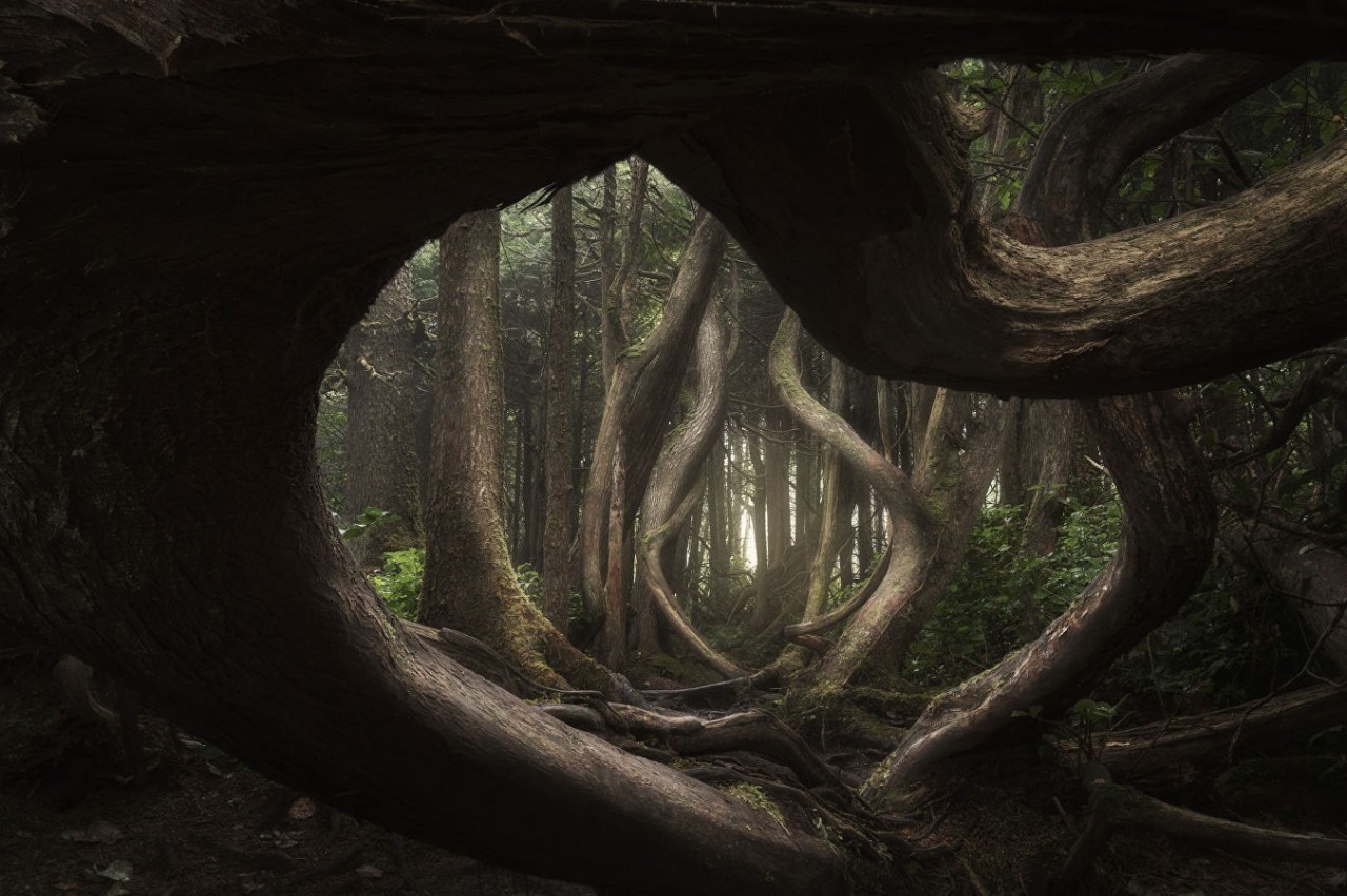 Главный победитель International Landscape Photographer of the Year 2018. Извивающийся лес. Автор Адам Гиббс