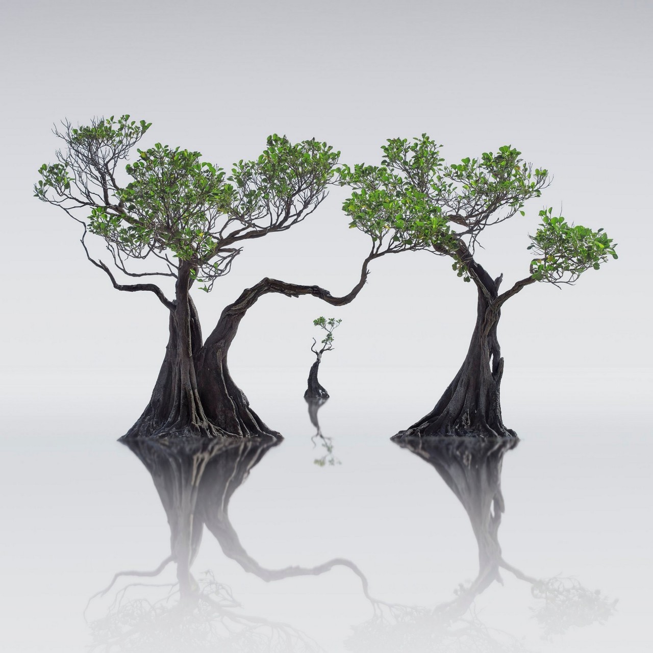 Танцующие мангры, Индонезия. Финалист, 2019. Автор Вонг Чун Кит