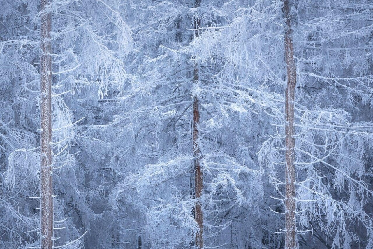Финалист, 2021. Зимний лес. Гарц, Германия. Автор Кай Хорнунг