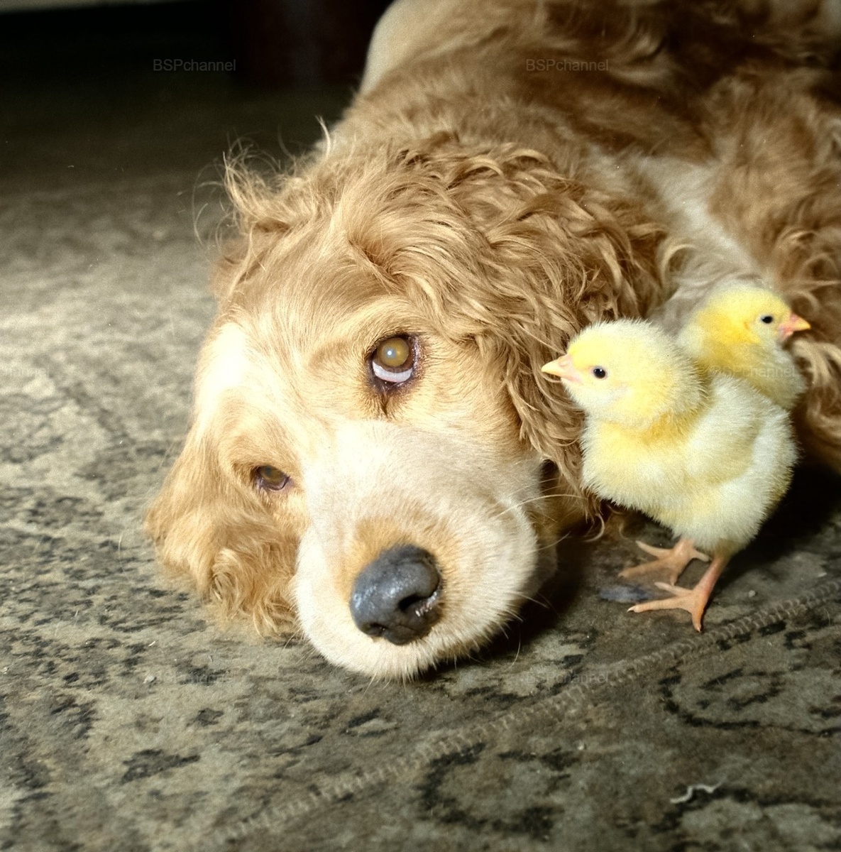 Подборка смешных и забавных фотографий с собаками, которые поднимут настроение