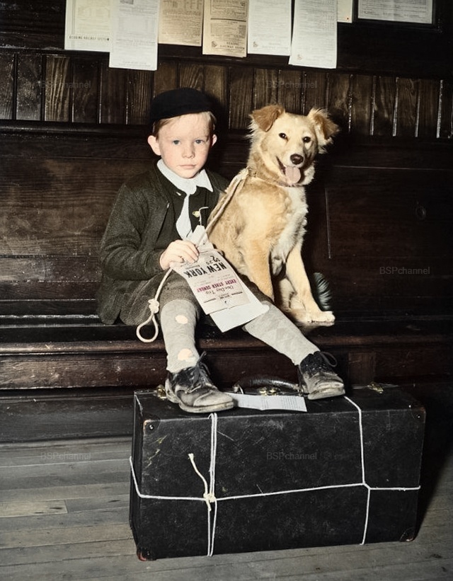 Подборка смешных и забавных фотографий с собаками, которые поднимут настроение