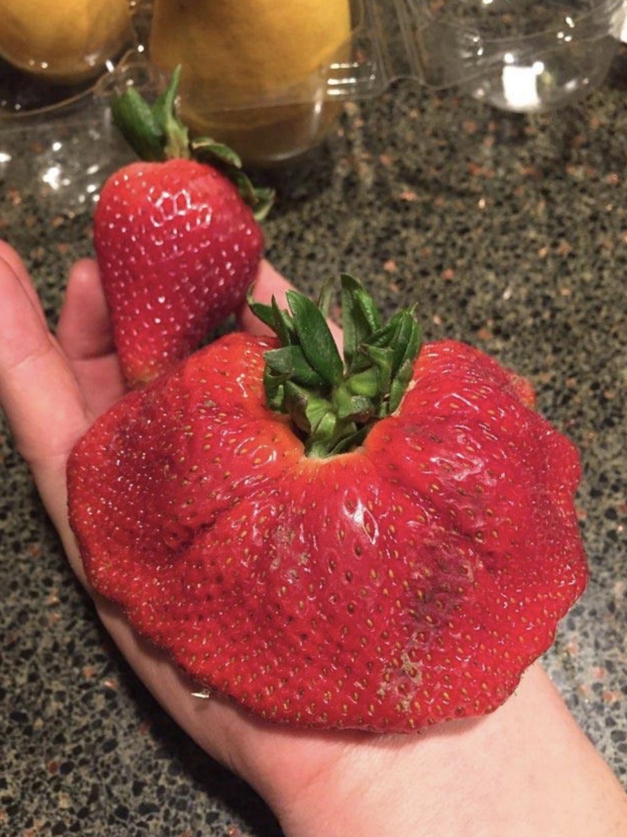 «Нашел эту действительно странно выглядящую клубнику»