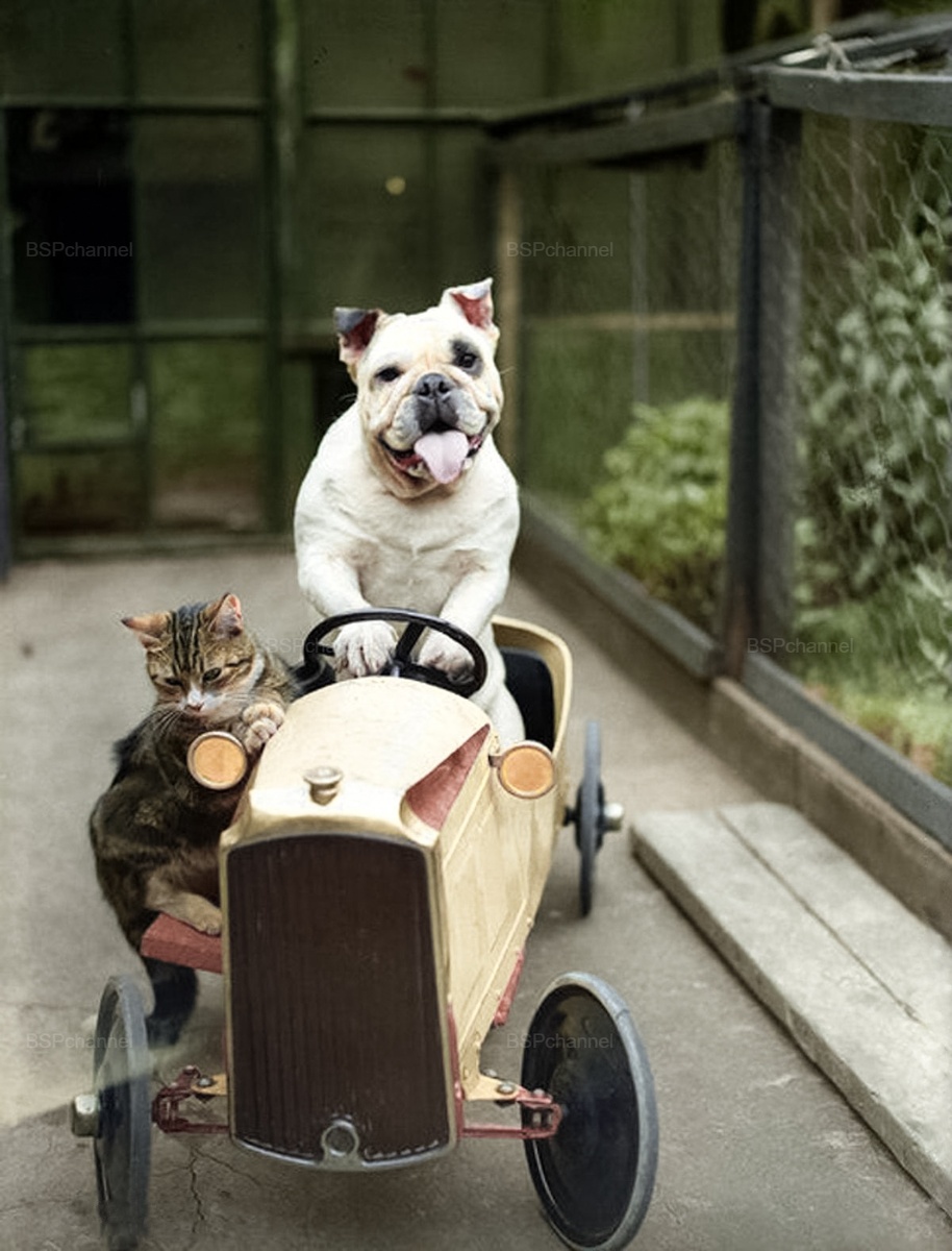 Подборка смешных и забавных фотографий с собаками, которые поднимут настроение