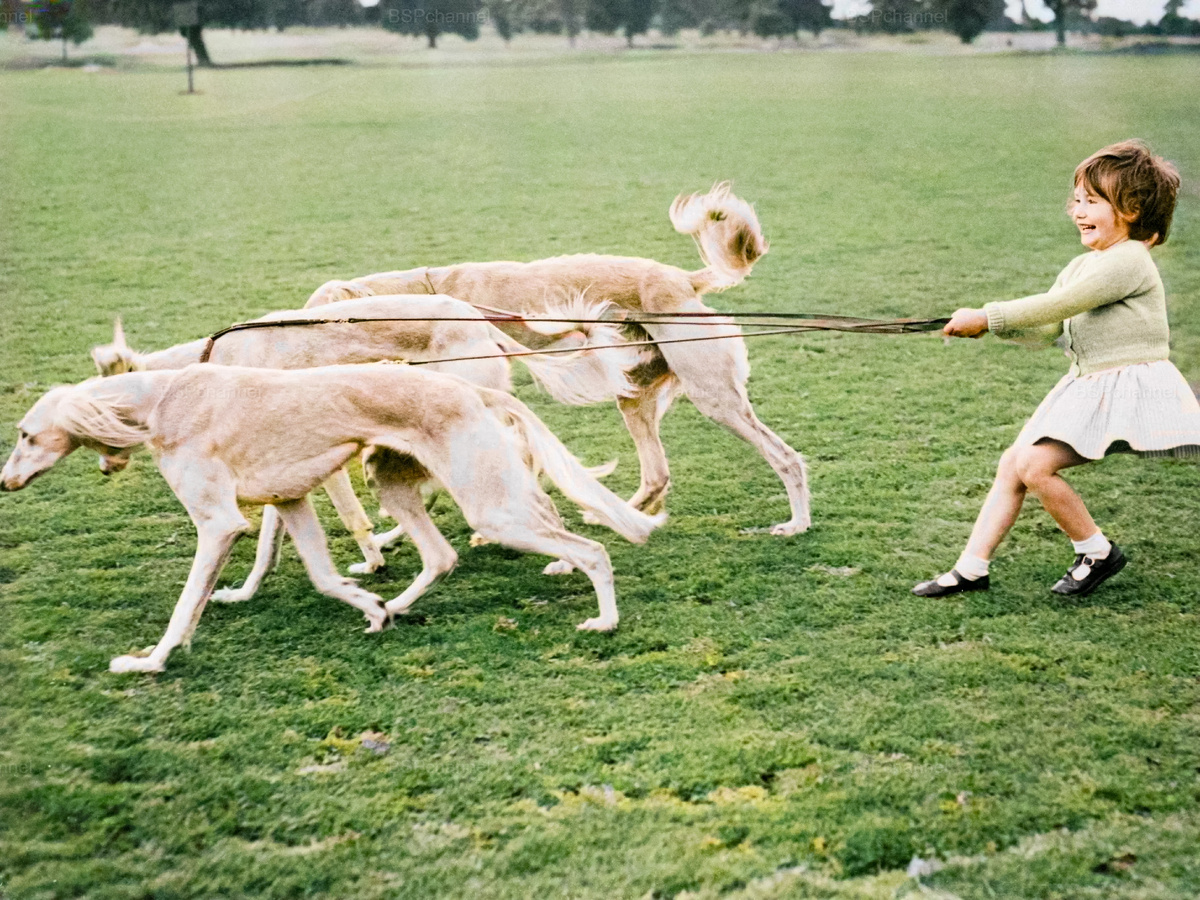 Подборка смешных и забавных фотографий с собаками, которые поднимут настроение