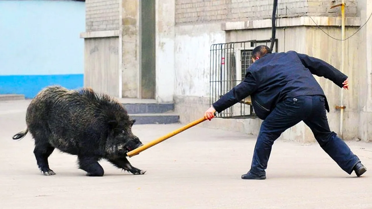 Свинья: это вам не кабан! История и отличия от дикого зверя