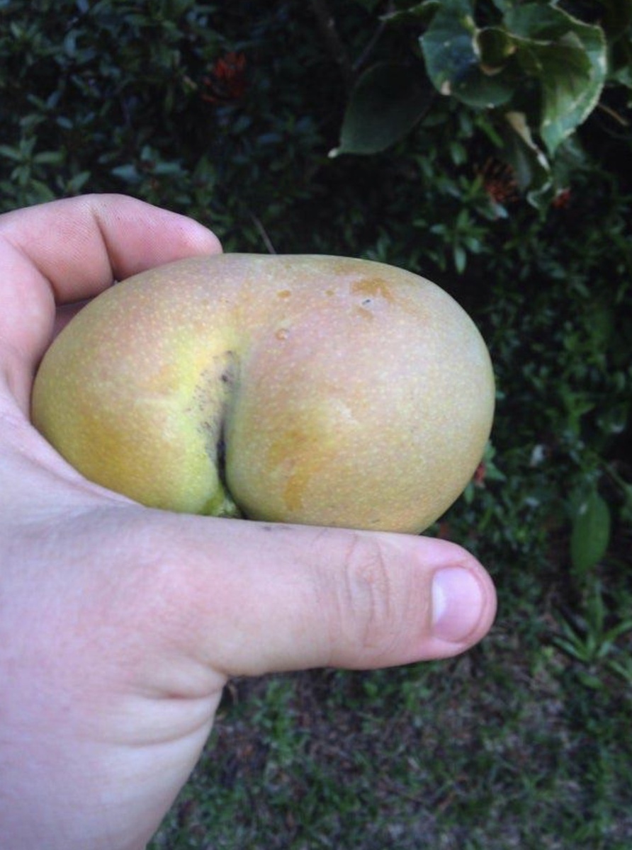 И, наконец, манго, которое выглядит как попа