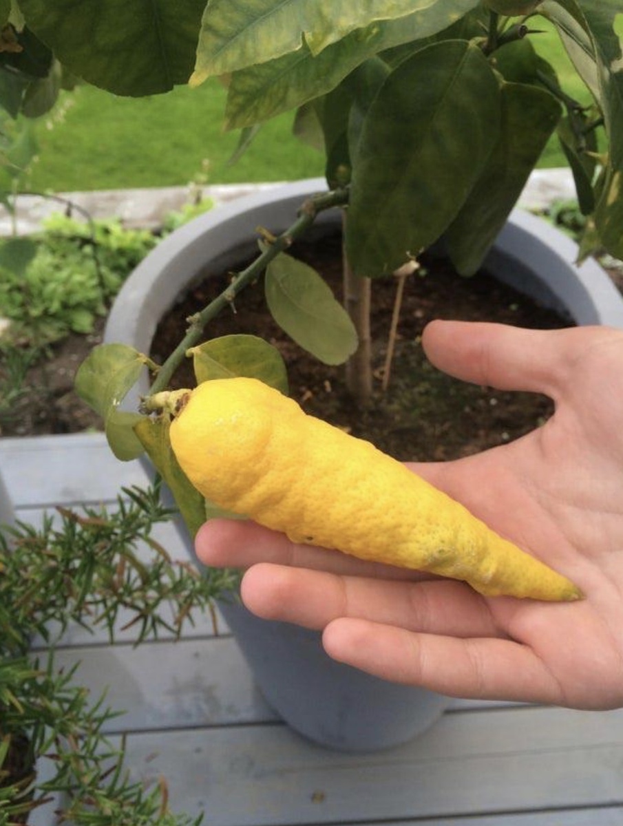 25 запутанных фотографий овощей и фруктов