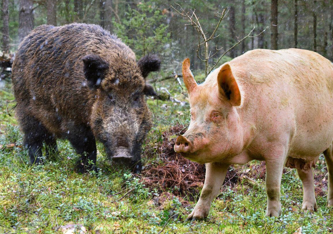 Свинья: это вам не кабан! История и отличия от дикого зверя