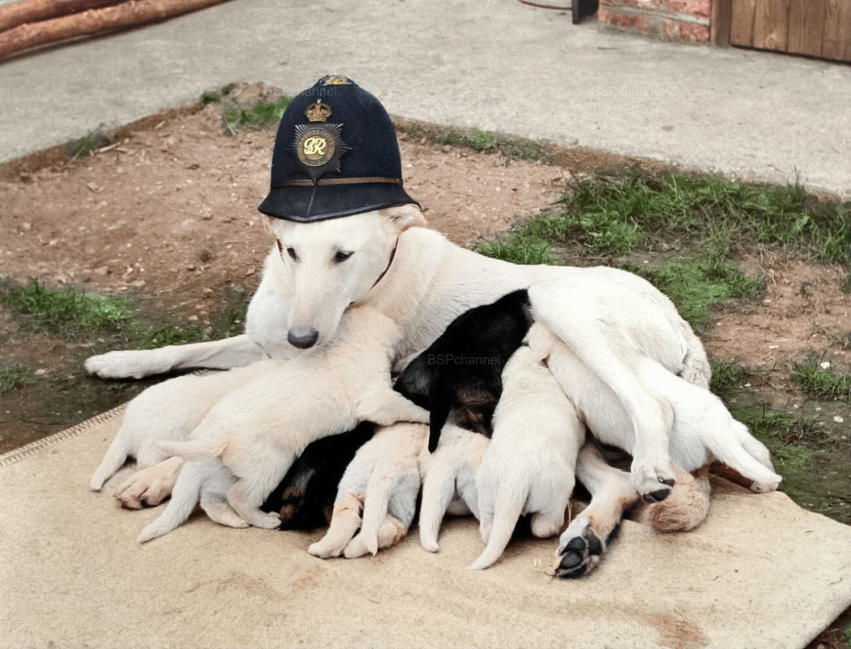 Подборка смешных и забавных фотографий с собаками, которые поднимут настроение