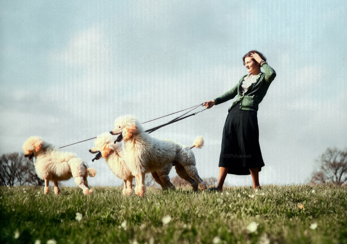 Подборка смешных и забавных фотографий с собаками, которые поднимут настроение