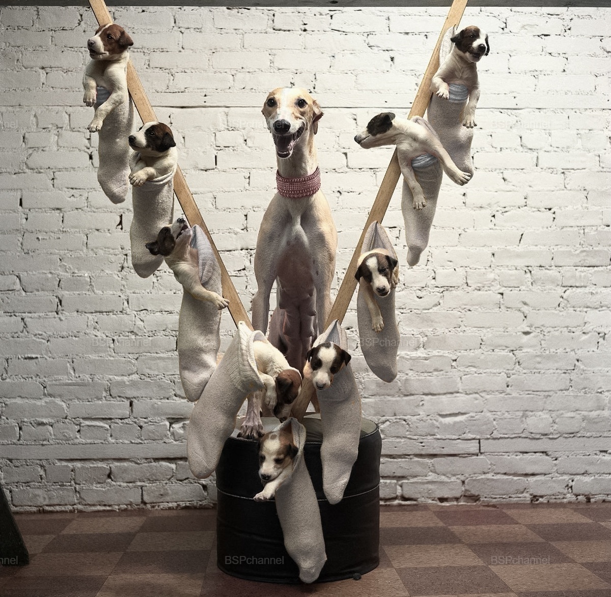 Подборка смешных и забавных фотографий с собаками, которые поднимут настроение