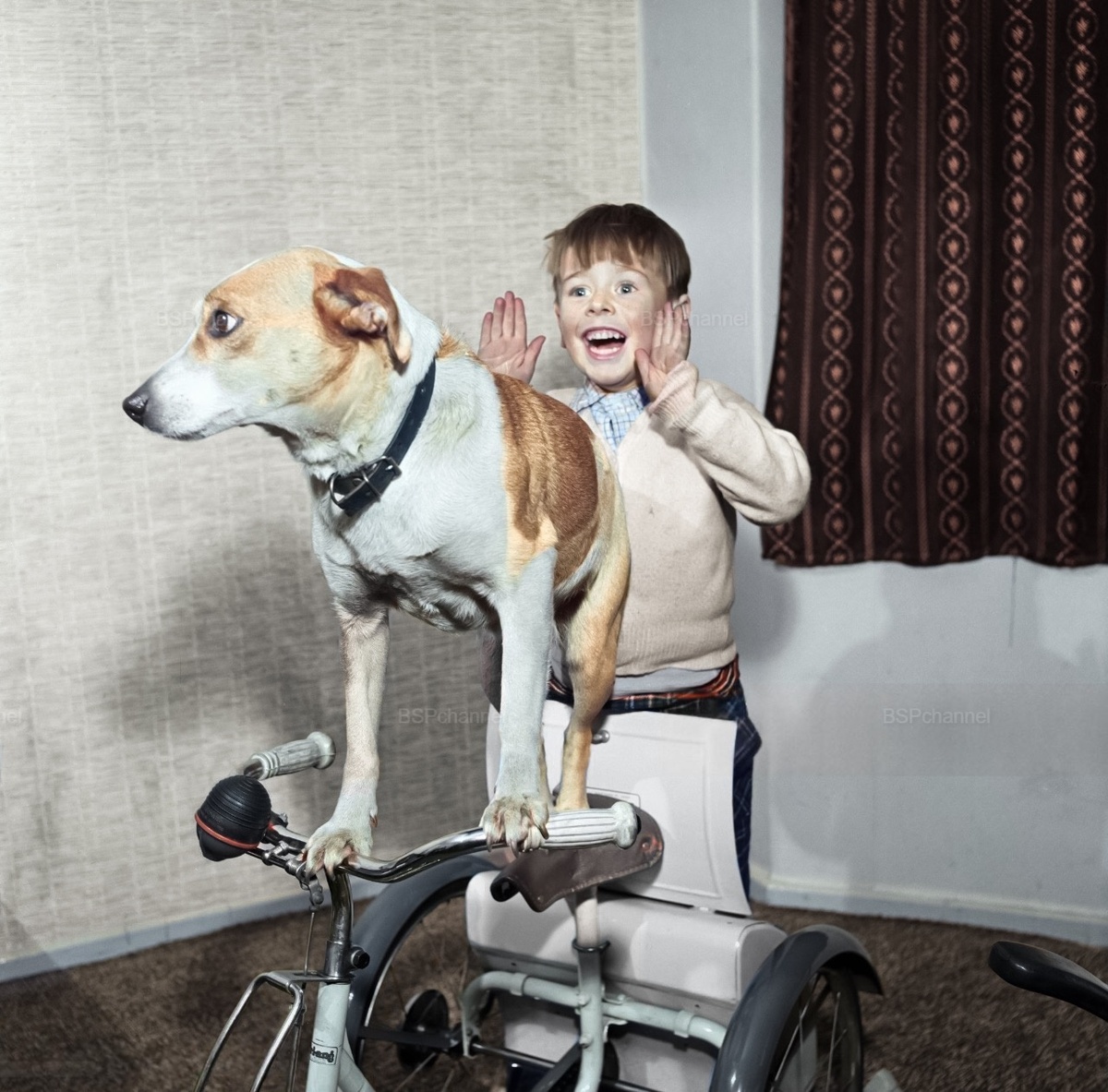 Подборка смешных и забавных фотографий с собаками, которые поднимут настроение