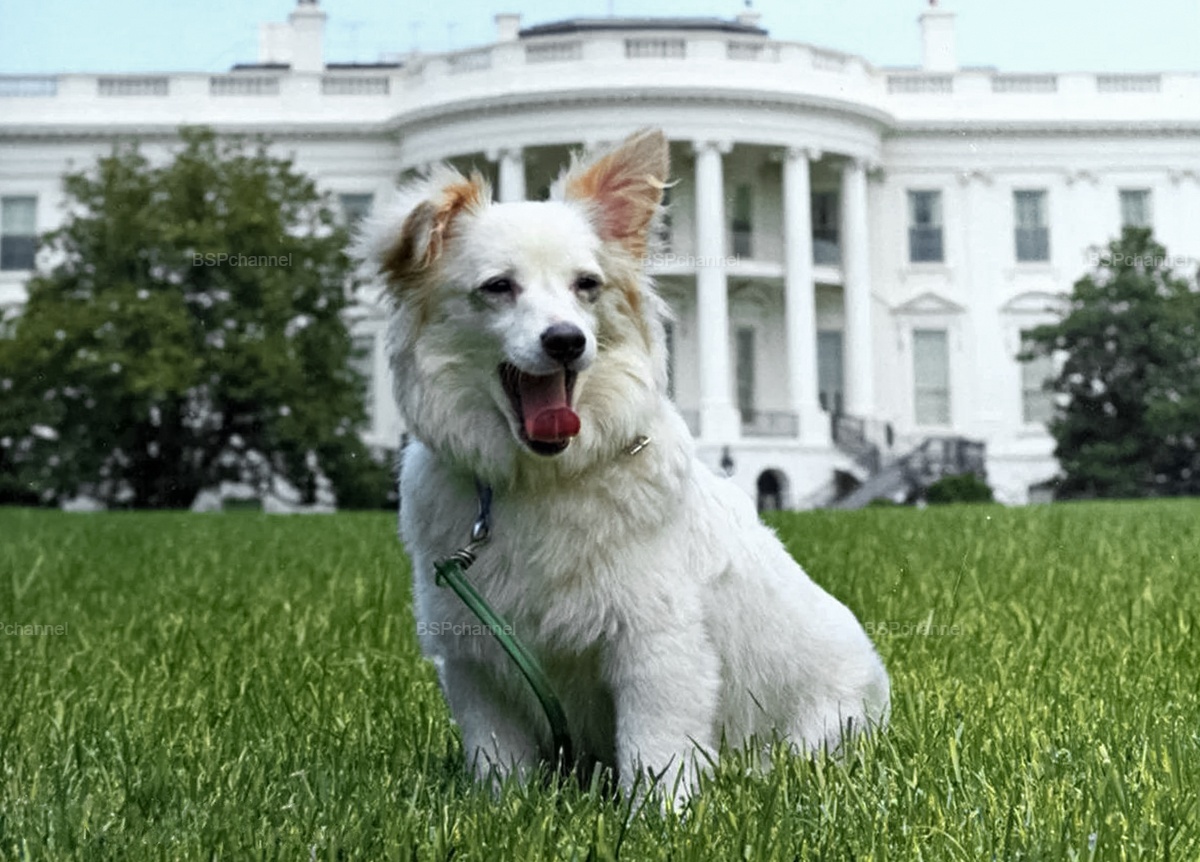 Подборка смешных и забавных фотографий с собаками, которые поднимут настроение