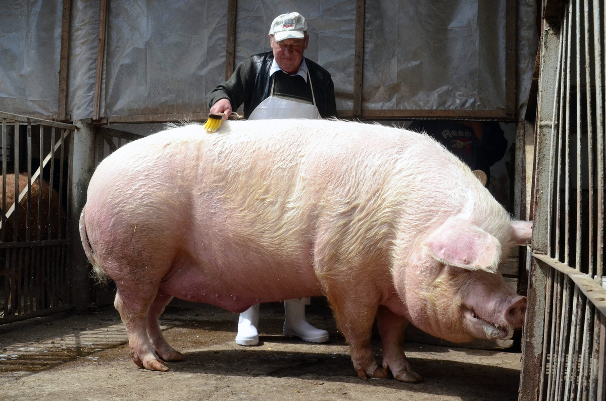 Свинья: это вам не кабан! История и отличия от дикого зверя