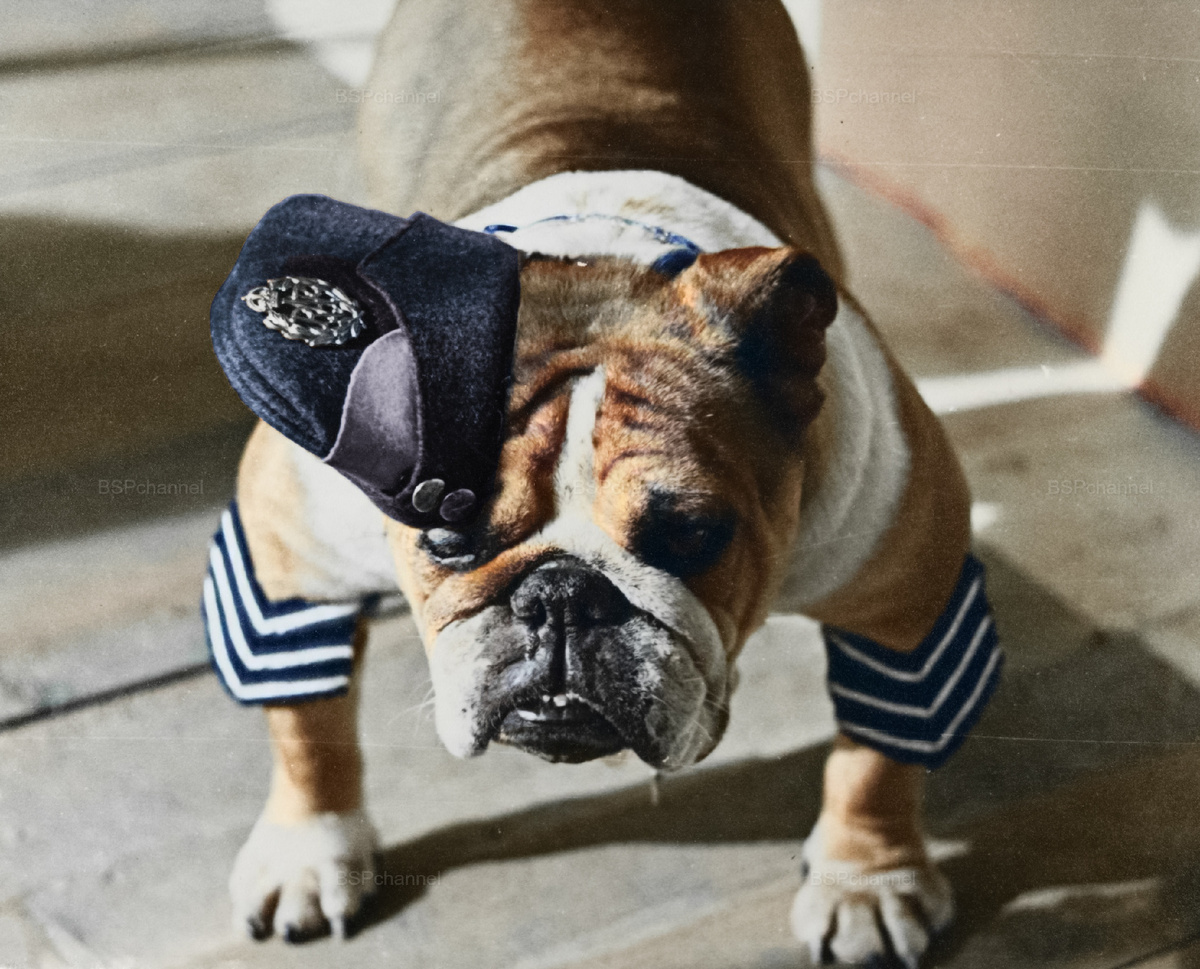 Подборка смешных и забавных фотографий с собаками, которые поднимут настроение